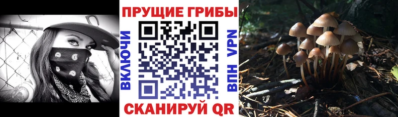 дарнет шоп Псков Галлюциногенные грибы Psilocybe